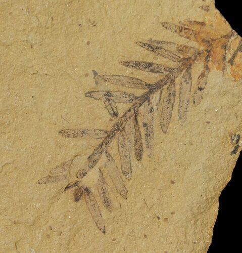 Dawn Redwood (Metasequoia) Fossil - Montana #126613